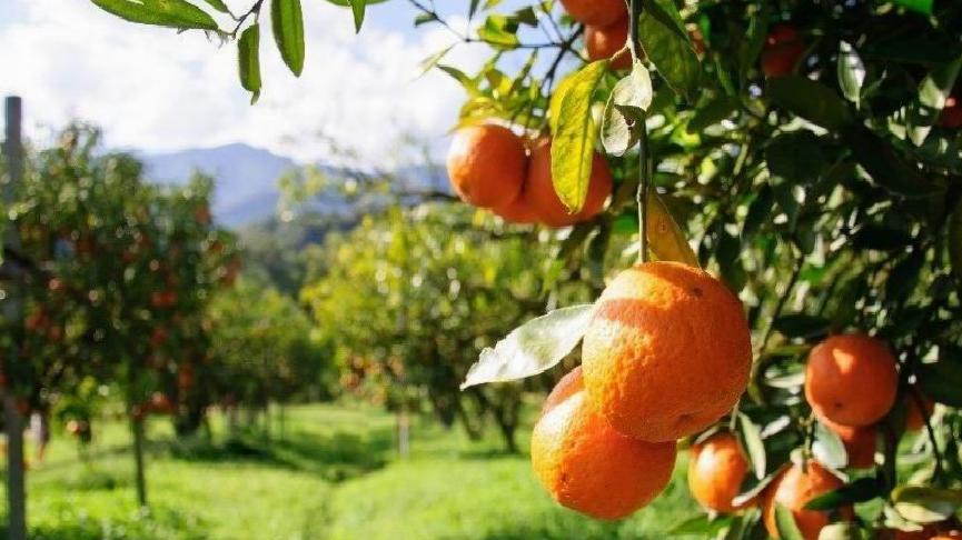 Bahçede 0.25 Euro, Avrupa’da 7 Euro