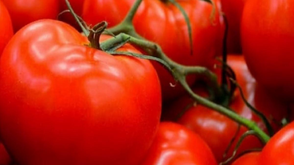 Domates üreticisi kotanın kaldırılmasını istiyor
