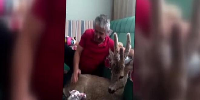 Evinde bebek gibi baktığı yaralı karacayı ekiplere teslim etti