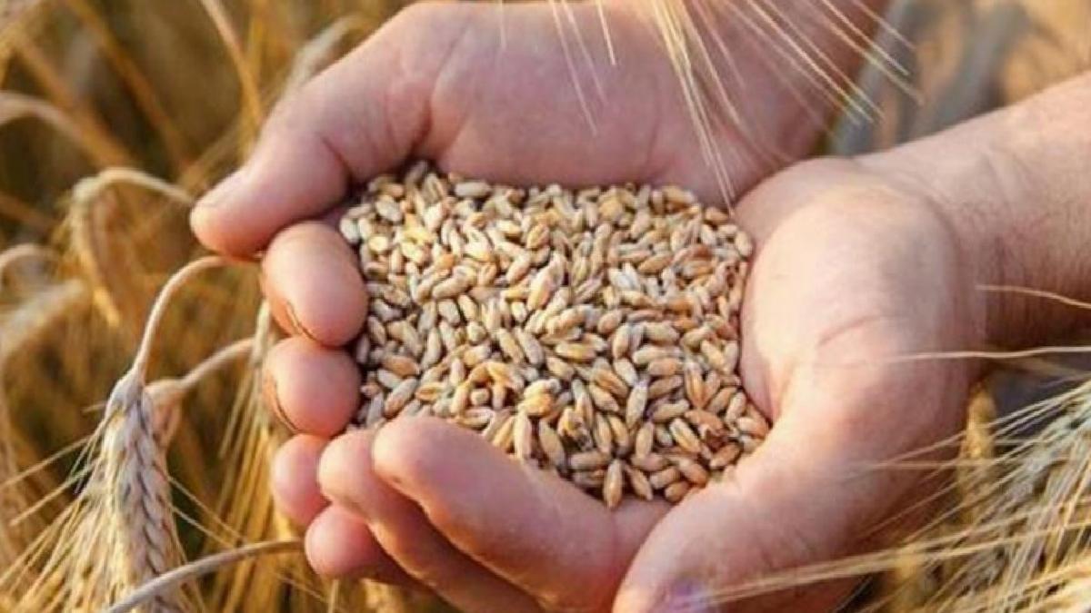 TMO'dan 255 bin ton yemlik arpa alımı ihalesi